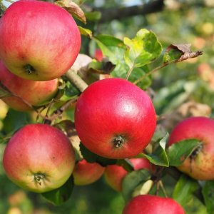 Jabloň domáca (Malus domestica) ´RAJKA´ - výška 170-190 cm, voľnokorenná